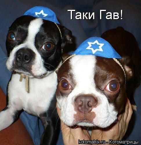 Таки Гав!... Котоматрица: Таки Гав!