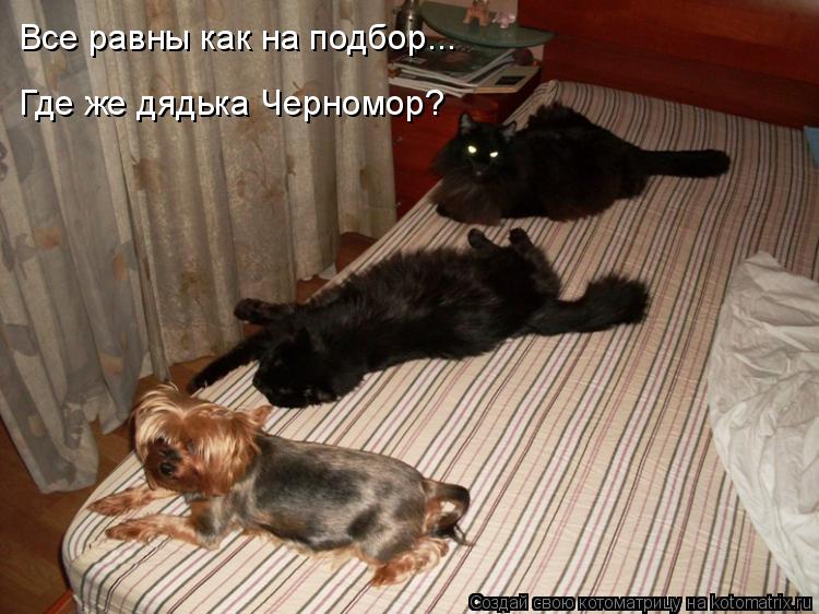 Все равны как на подбор... Где же дядька Черномор?... Котоматрица: Все равны как на подбор... Где же дядька Черномор?