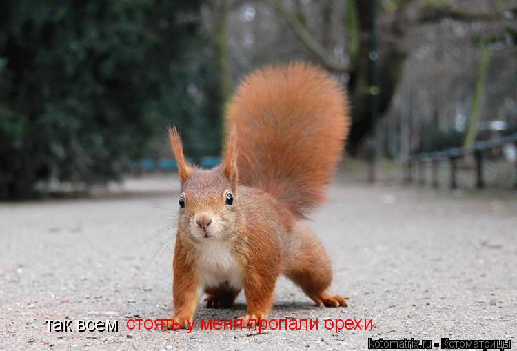 так всем стоять у меня пропали орехи стоять у меня пропали орехи... Котоматрица: так всем стоять у меня пропали орехи стоять у меня пропали орехи