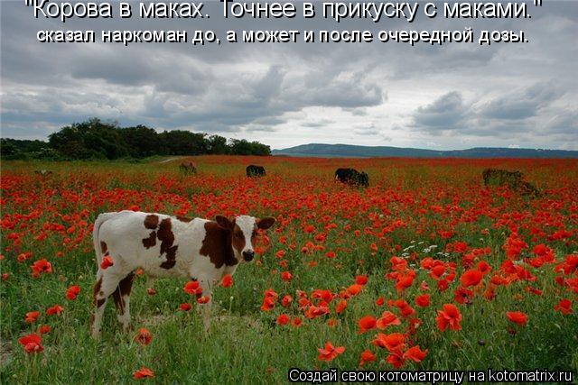 "Корова в маках. Точнее в прикуску с маками." сказал наркоман до, а может и после очередной дозы.... Котоматрица: "Корова в маках. Точнее в прикуску с маками." сказал наркоман до, а может и после очередной дозы.