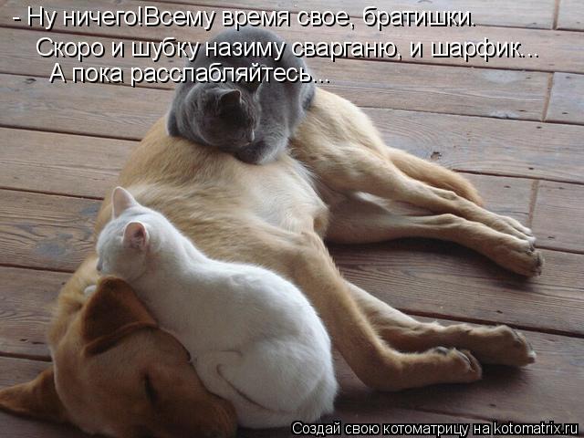 - Ну ничего!Всему время свое, братишки. Скоро и шубку назиму сварганю, и шарфик... А пока расслабляйт... Котоматрица: - Ну ничего!Всему время свое, братишки. Скоро и шубку назиму сварганю, и шарфик... А пока расслабляйтесь...