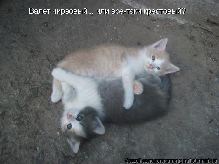 Валет чирвовый... или все-таки крестовый?... Котоматрица: Валет чирвовый... или все-таки крестовый?
