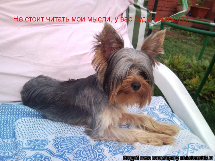 Не стоит читать мои мысли, у вас будут кошмары.... Котоматрица: Не стоит читать мои мысли, у вас будут кошмары.