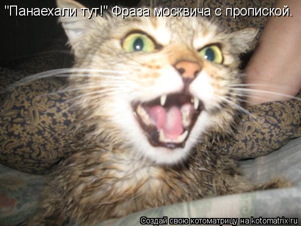 "Панаехали тут!" Фраза москвича с пропиской.... Котоматрица: "Панаехали тут!" Фраза москвича с пропиской.