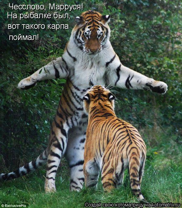 Чесслово, Марруся! На рыбалке был, вот такого карпа поймал!... Котоматрица: Чесслово, Марруся! На рыбалке был, вот такого карпа поймал!