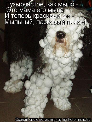 Пузырчастое, как мыло - Это мама его мыла - И теперь красивый он - Мыльный, ласковый пижон!... Котоматрица: Пузырчастое, как мыло - Это мама его мыла - И теперь красивый он - Мыльный, ласковый пижон!