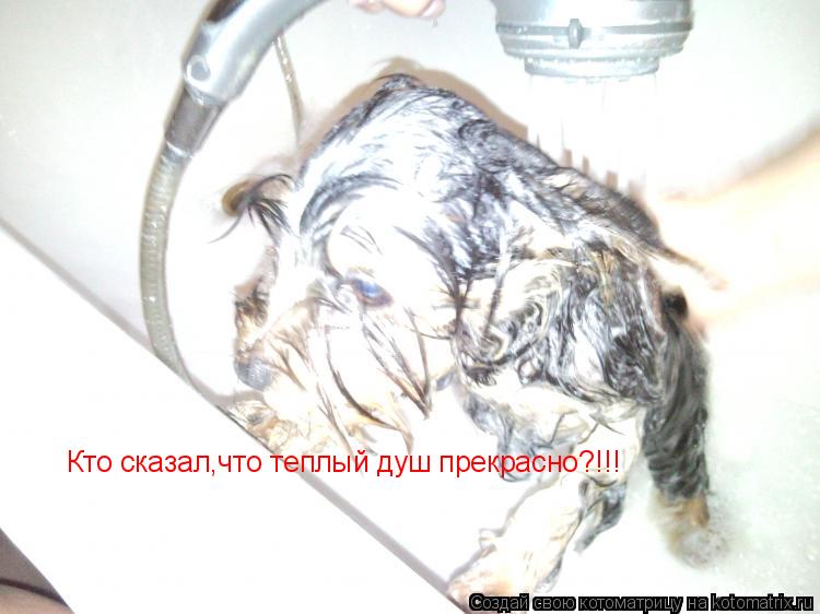 Кто сказал,что теплый душ прекрасно?!!!... Котоматрица: Кто сказал,что теплый душ прекрасно?!!!