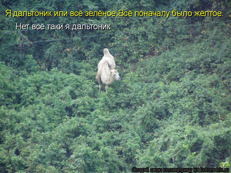 Я дальтоник или всё зелёное.Всё поначалу было жёлтое. Нет всё таки я дальтоник... Котоматрица: Я дальтоник или всё зелёное.Всё поначалу было жёлтое. Нет всё таки я дальтоник