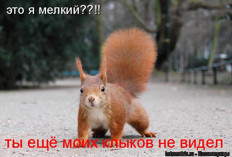 это я мелкий??!! ты ещё моих клыков не видел... Котоматрица: это я мелкий??!! ты ещё моих клыков не видел