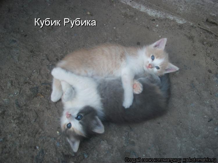 Кубик Рубика... Котоматрица: Кубик Рубика