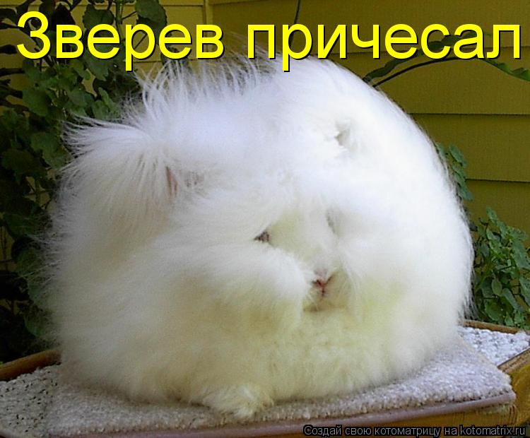 Зверев причесал... Котоматрица: Зверев причесал