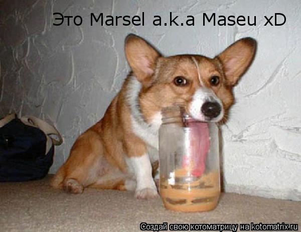 Это Marsel a.k.a Maseu xD... Котоматрица: Это Marsel a.k.a Maseu xD