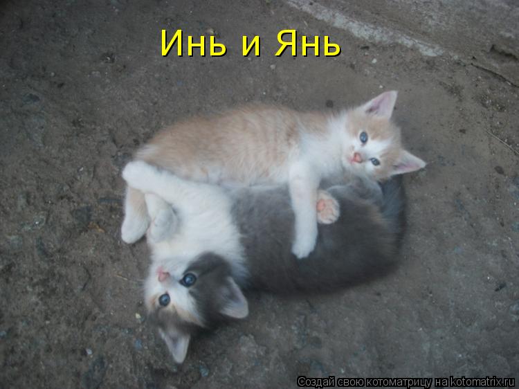 Инь и Янь... Котоматрица: Инь и Янь