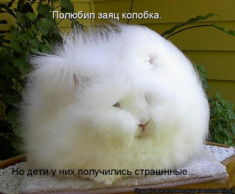 Полюбил заяц колобка. Но дети у них получились страш ---нные...... Котоматрица: Полюбил заяц колобка. Но дети у них получились страш ---нные...