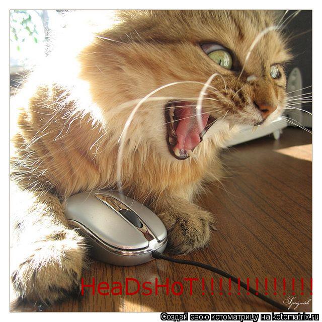 HeaDsHoT!!!!!!!!!!!!!... Котоматрица: HeaDsHoT!!!!!!!!!!!!!