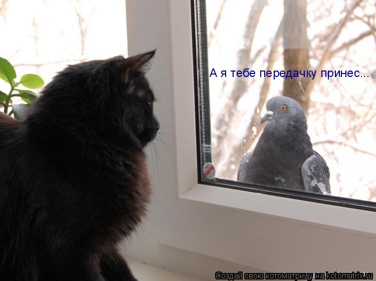 А я тебе передачку принес...... Котоматрица: А я тебе передачку принес...