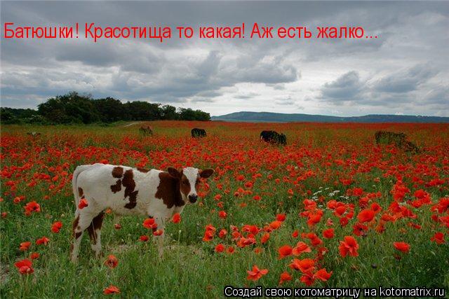 Батюшки! Красотища то какая! Аж есть жалко...... Котоматрица: Батюшки! Красотища то какая! Аж есть жалко...