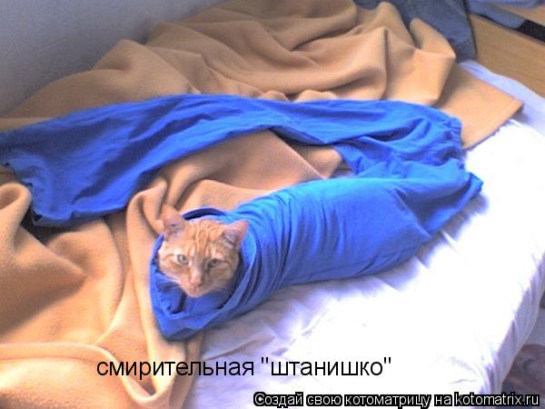 смирительная "штанишко"... Котоматрица: смирительная "штанишко"