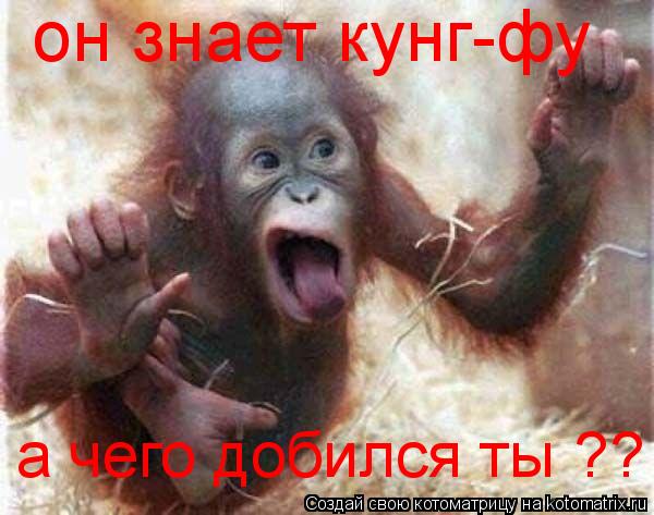 он знает кунг-фу а чего добился ты ??... Котоматрица: он знает кунг-фу а чего добился ты ??