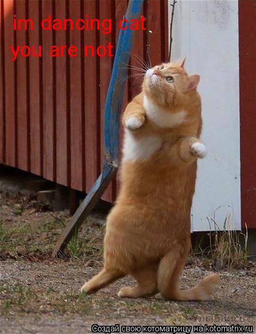 im dancing cat you are not... Котоматрица: im dancing cat you are not