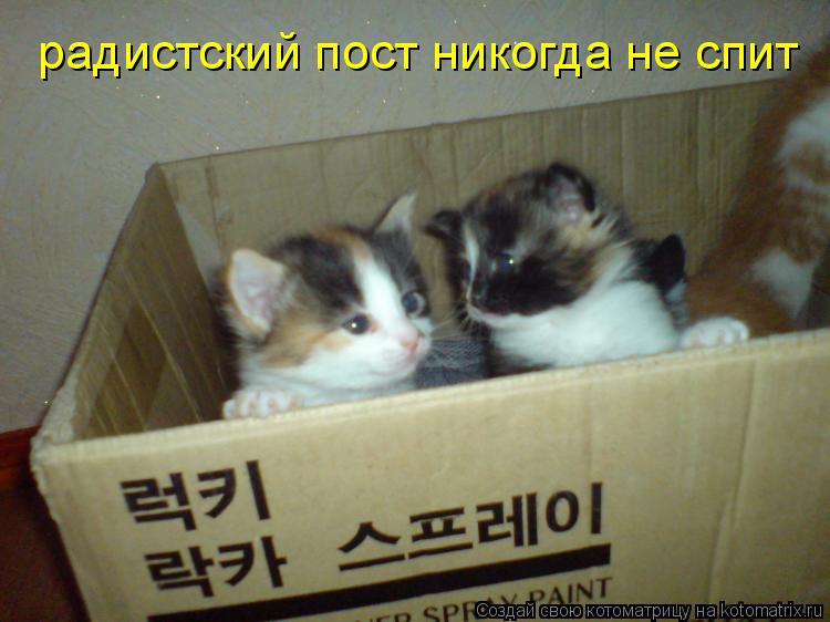 радистский пост никогда не спит... Котоматрица: радистский пост никогда не спит