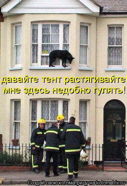 мне здесь недобно гулять! давайте тент растягивайте!... Котоматрица: мне здесь недобно гулять! давайте тент растягивайте!
