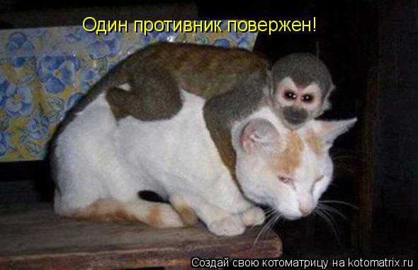 Один противник повержен!... Котоматрица: Один противник повержен!