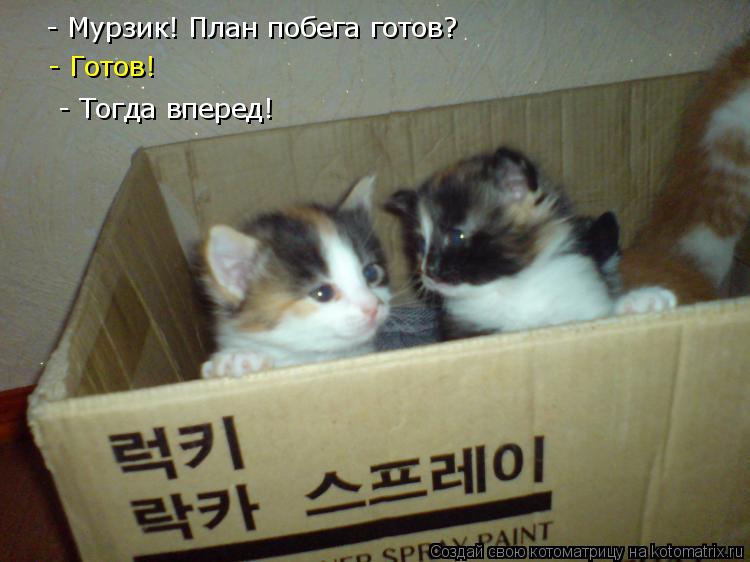 - Мурзик! План побега готов? - Готов! - Тогда вперед!... Котоматрица: - Мурзик! План побега готов? - Готов! - Тогда вперед!