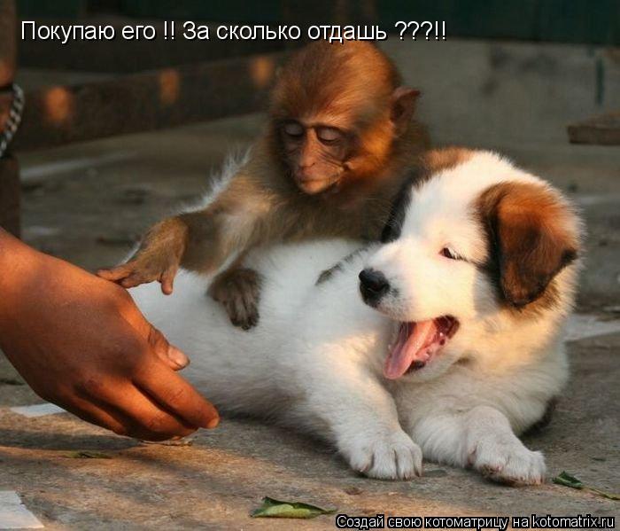 Руки прочь !! Я сказал,РУКИ ПРОЧЬ от моей ездовой собаки !!! Покупаю его !! За сколько отдашь ???!!... Котоматрица: Руки прочь !! Я сказал,РУКИ ПРОЧЬ от моей ездовой собаки !!! Покупаю его !! За сколько отдашь ???!!