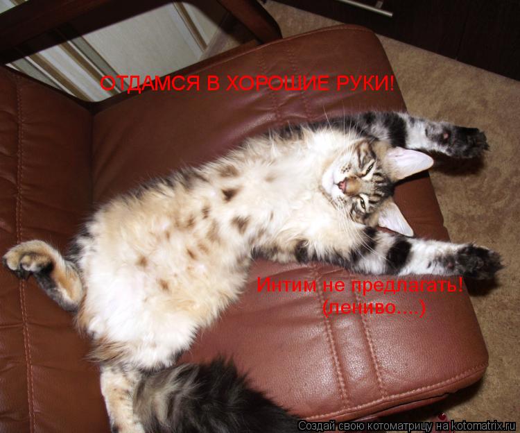 ОТДАМСЯ В ХОРОШИЕ РУКИ! Интим не предлагать! (лениво....)... Котоматрица: ОТДАМСЯ В ХОРОШИЕ РУКИ! Интим не предлагать! (лениво....)