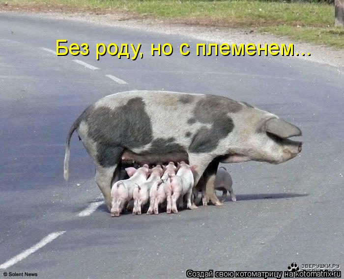Без роду, но с племенем...... Котоматрица: Без роду, но с племенем...