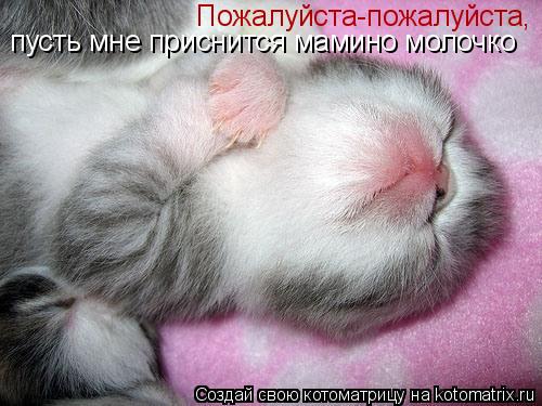 Пожалуйста-пожалуйста, пусть мне приснится мамино молочко... Котоматрица: Пожалуйста-пожалуйста, пусть мне приснится мамино молочко