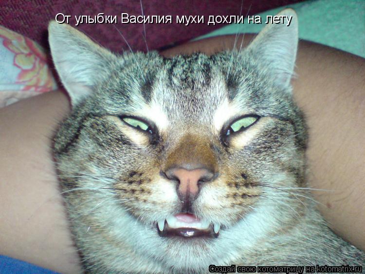 От улыбки Василия мухи дохли на лету... Котоматрица: От улыбки Василия мухи дохли на лету