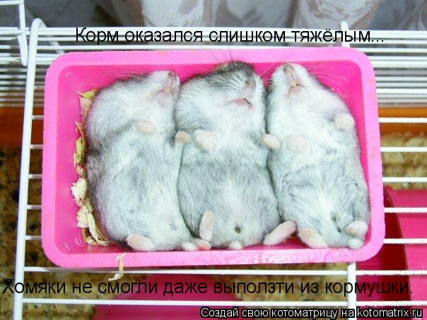 Корм оказался слишком тяжёлым... Хомяки не смогли даже выползти из кормушки.... Котоматрица: Корм оказался слишком тяжёлым... Хомяки не смогли даже выползти из кормушки.
