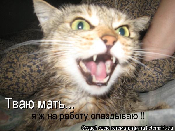я ж на работу опаздываю!!! Тваю мать...... Котоматрица: я ж на работу опаздываю!!! Тваю мать...