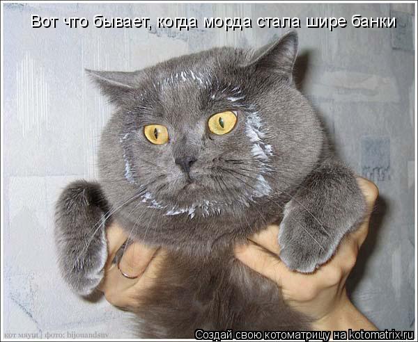 Вот что бывает, когда морда стала шире банки... Котоматрица: Вот что бывает, когда морда стала шире банки