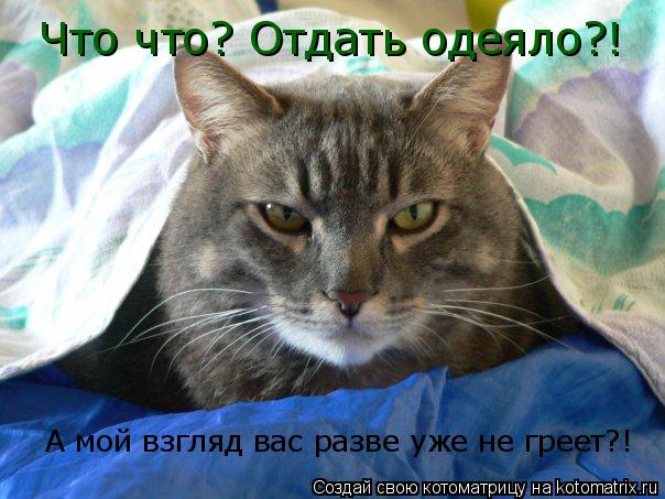Что что? Отдать одеяло?! А мой взгляд вас разве уже не греет?!... Котоматрица: Что что? Отдать одеяло?! А мой взгляд вас разве уже не греет?!