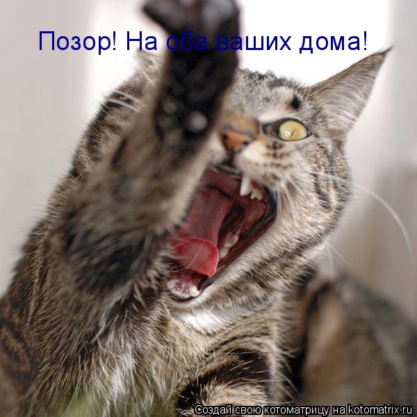 Позор! На оба ваших дома!... Котоматрица: Позор! На оба ваших дома!