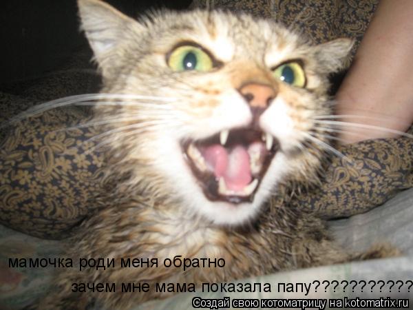 зачем мне мама показала папу??????????? мамочка роди меня обратно... Котоматрица: зачем мне мама показала папу??????????? мамочка роди меня обратно