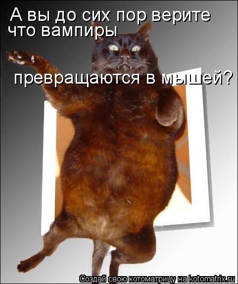 А вы до сих пор верите что вампиры превращаются в мышей?... Котоматрица: А вы до сих пор верите что вампиры превращаются в мышей?