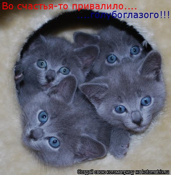 Во счастья-то привалило.... ....голубоглазого!!!... Котоматрица: Во счастья-то привалило.... ....голубоглазого!!!