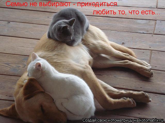 Семью не выбирают - приходиться любить то, что есть...... Котоматрица: Семью не выбирают - приходиться любить то, что есть...