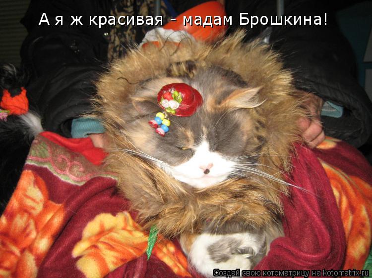 А я ж красивая - мадам Брошкина!... Котоматрица: А я ж красивая - мадам Брошкина!