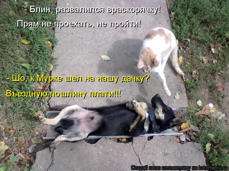 Прям не проехать, не пройти! - Блин, развалился враскорячку! - Шо, к Мурке шел на нашу дачку? Въездну... Котоматрица: Прям не проехать, не пройти! - Блин, развалился враскорячку! - Шо, к Мурке шел на нашу дачку? Въездную пошлину плати!!!