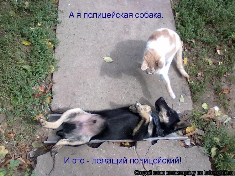 А я полицейская собака. И это - лежащий полицейский!... Котоматрица: А я полицейская собака. И это - лежащий полицейский!
