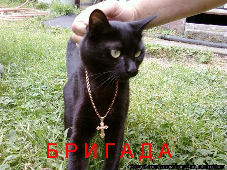 Б Р И Г А Д А... Котоматрица: Б Р И Г А Д А