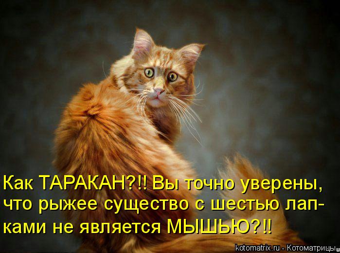 Как ТАРАКАН?!! Вы точно уверены, что рыжее существо с шестью лап- ками не является МЫШЬЮ?!!... Котоматрица: Как ТАРАКАН?!! Вы точно уверены, что рыжее существо с шестью лап- ками не является МЫШЬЮ?!!