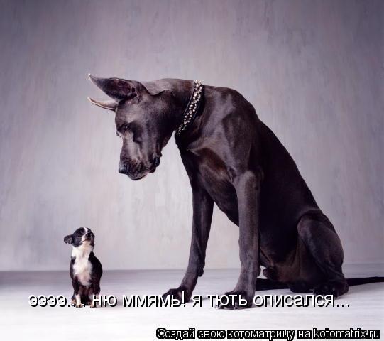 ээээ.... ню ммямь! я тють описался...... Котоматрица: ээээ.... ню ммямь! я тють описался...