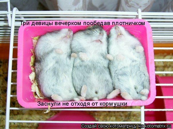 Три девицы вечерком пообедав плотничком Заснули не отходя от кормушки... Котоматрица: Три девицы вечерком пообедав плотничком Заснули не отходя от кормушки