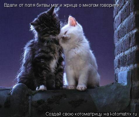 Вдали от поля битвы маг и жрица о многом говорили...... Котоматрица: Вдали от поля битвы маг и жрица о многом говорили...